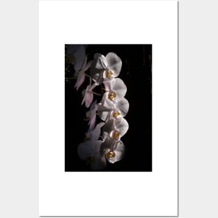 White Orchids Posters and Art